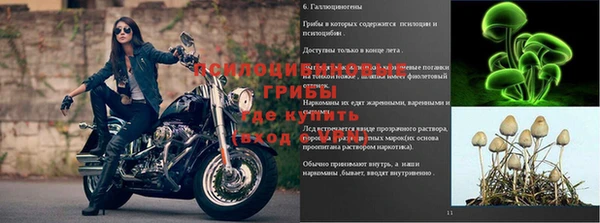 прущие грибы Аркадак